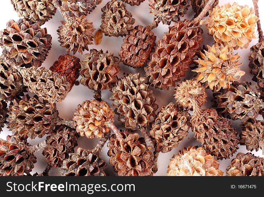 Very dry pine seeds on white paper. Very dry pine seeds on white paper.