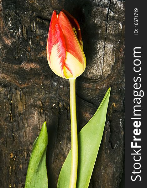 Red tulip on a wood table