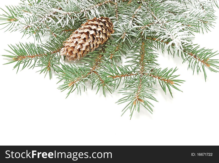 Branches Of A Christmas Fur-tree