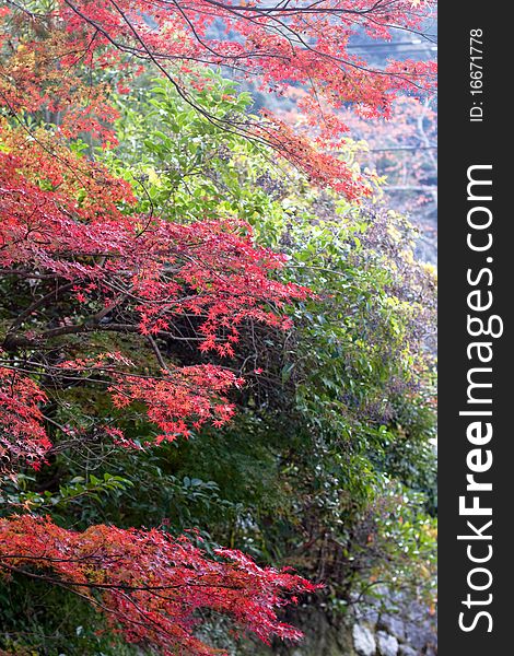 Red and green trees in a Japanese autumn park. Red and green trees in a Japanese autumn park