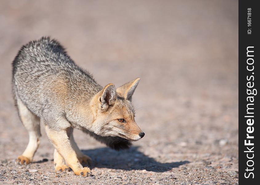 Patagonian  Grey Fox (Dusicyon Culpaeus).