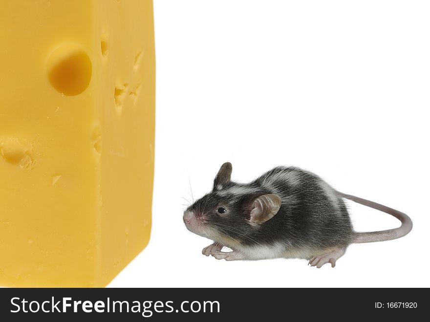 Mouse and cheese on white background