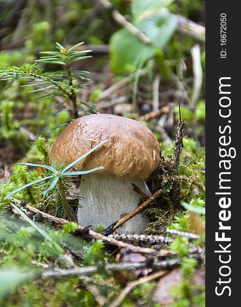 Boletus Mushroom, Dolomites