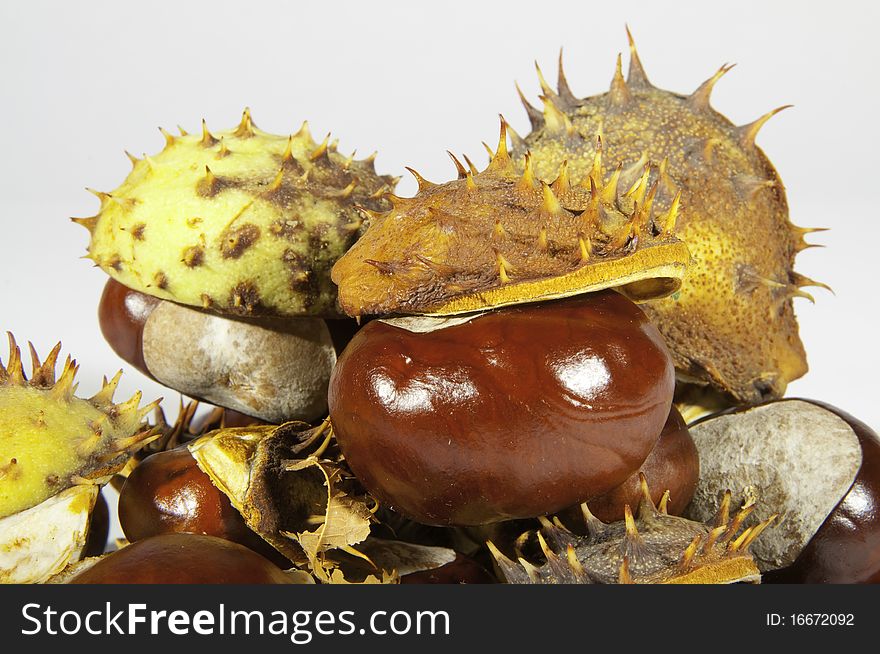 This image shows  chestnuts, with its pods. This image shows  chestnuts, with its pods