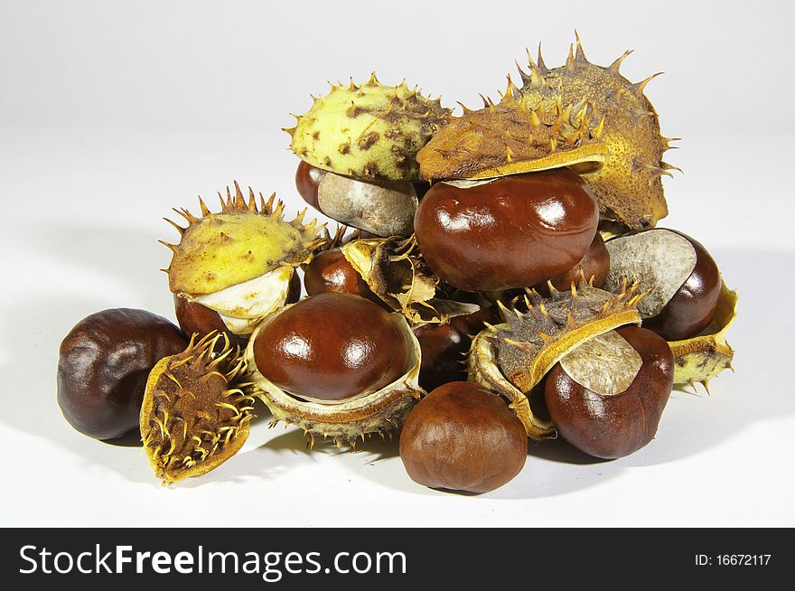 This image shows chestnuts, with its pods, on white background. This image shows chestnuts, with its pods, on white background