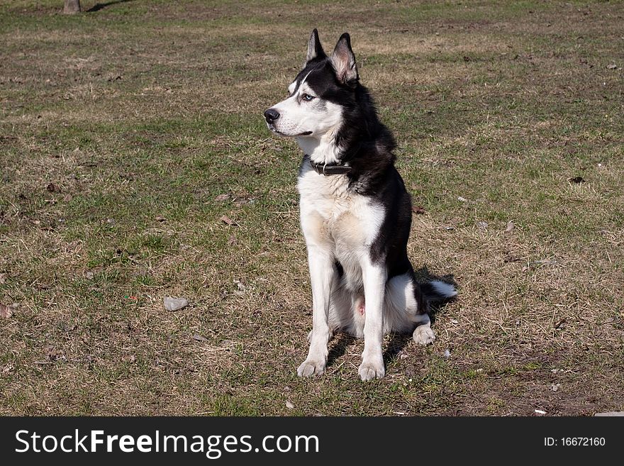 A sitting black and white husky in the park. A sitting black and white husky in the park