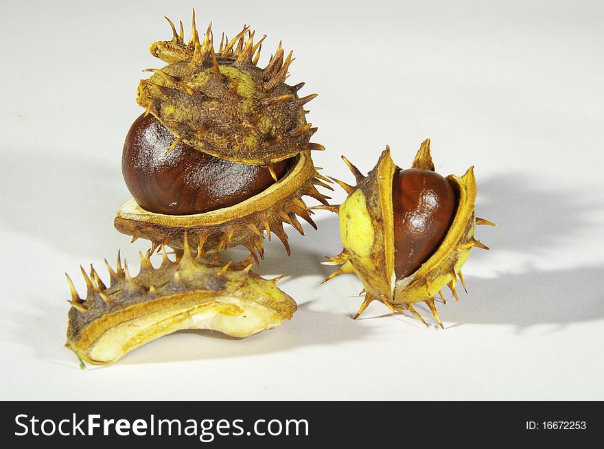 This image shows  chestnuts, with its pods, on white background. This image shows  chestnuts, with its pods, on white background