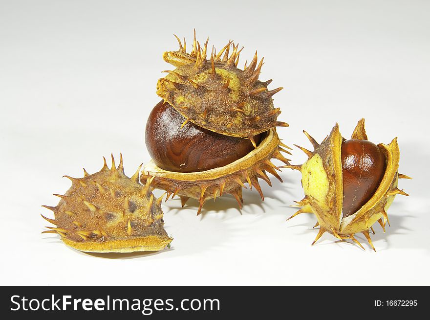 This image shows chestnuts, with its pods, on white background. This image shows chestnuts, with its pods, on white background