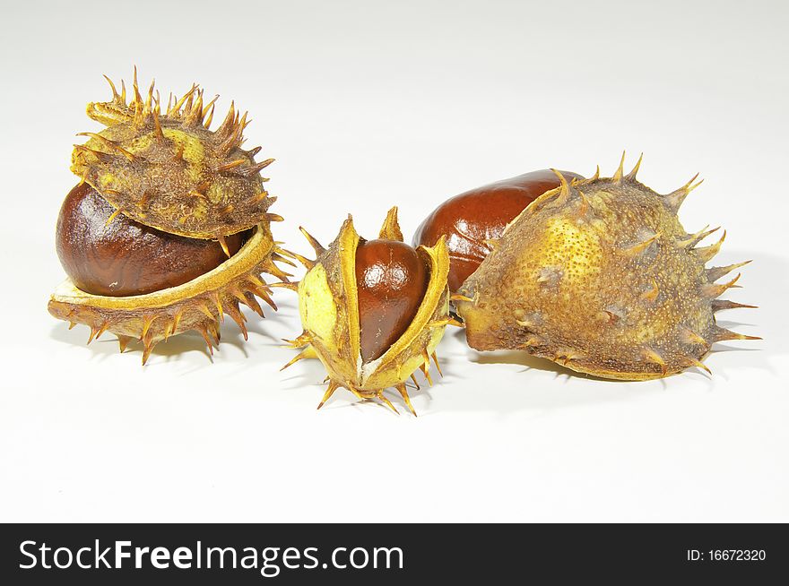 This image shows  chestnuts, with its pods, on white background. This image shows  chestnuts, with its pods, on white background