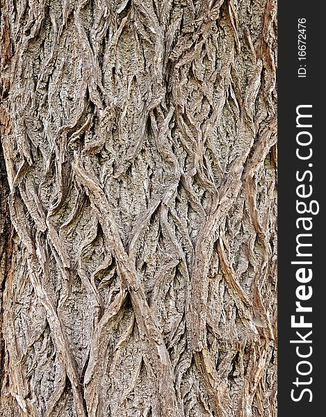 Bark tree. Can be used as background. Bark tree. Can be used as background.