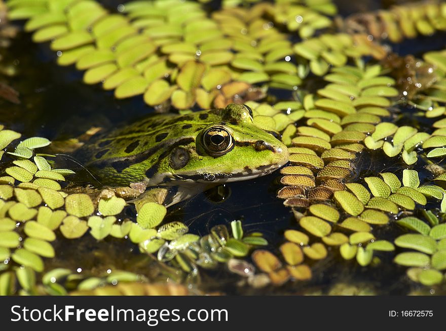 Green frog is trying to hide in swamp. Green frog is trying to hide in swamp