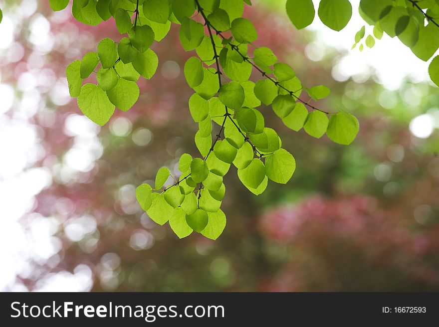 Backlit green leaves