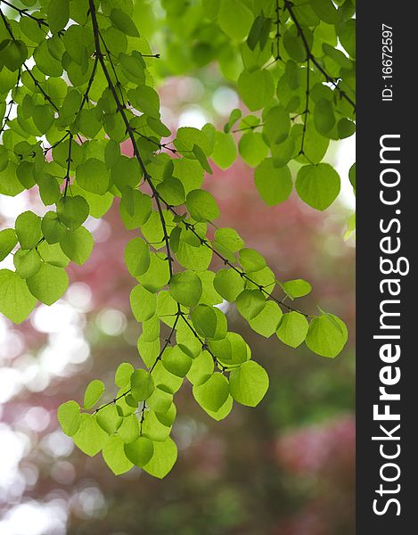 Backlit green leaves in spring park