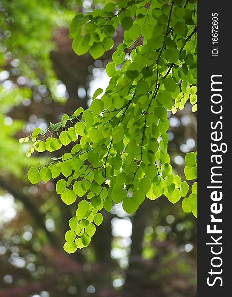 Backlit Green Leaves