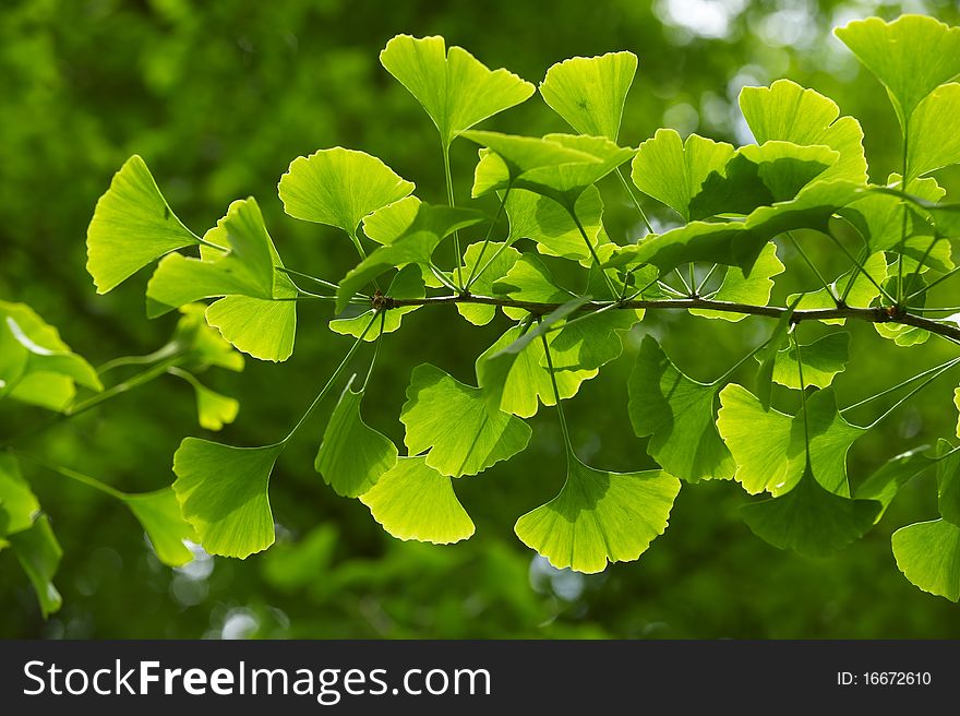 Backlit green leaves in spring park