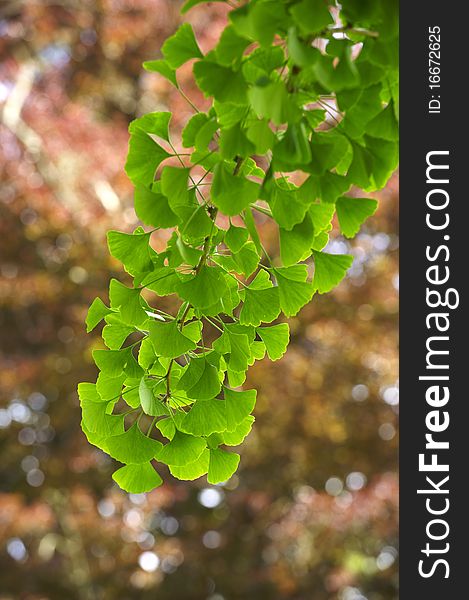 Backlit green leaves