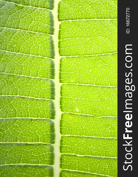 Banana leaf texture for background