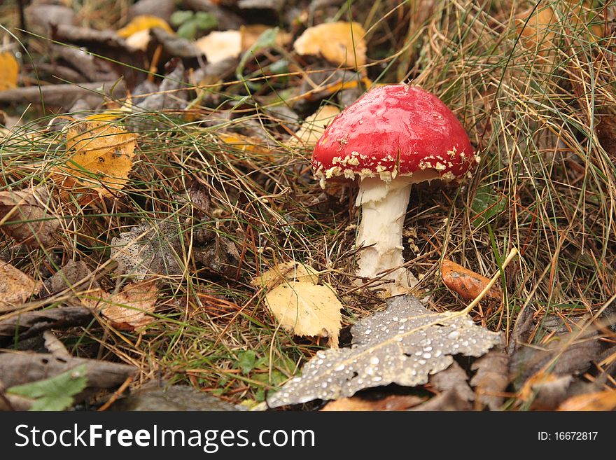 Amanita muscaria mushroom in autumn leaves