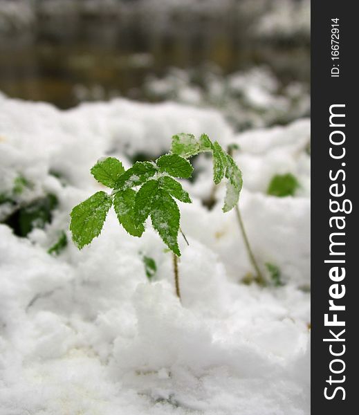 Green plant in first snow