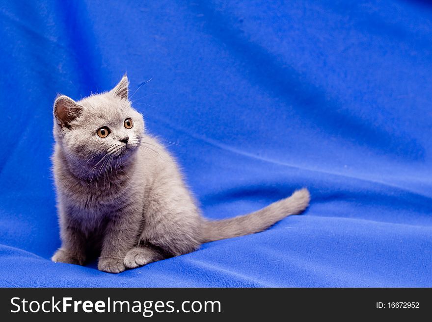 A yellow-eyed British shorthair blue kitten on blue background