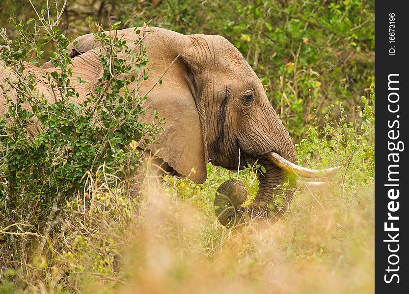 An African male Elephant feeds among the thick bushes in Tsavo National Park, Kenya.