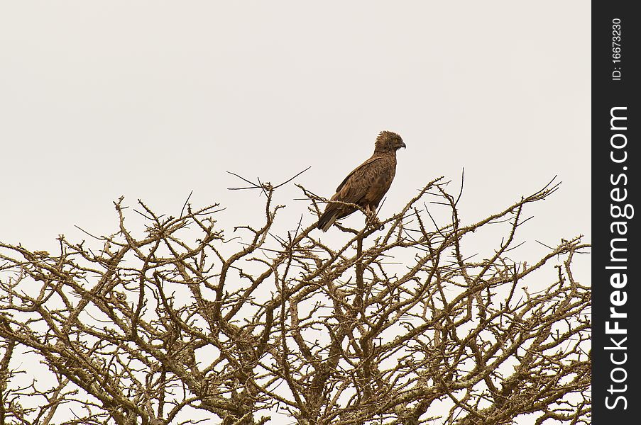 A Brown Snake Eagle perches on top of a dry tree during the dry season at Tsavo National Park, Kenya. A Brown Snake Eagle perches on top of a dry tree during the dry season at Tsavo National Park, Kenya.