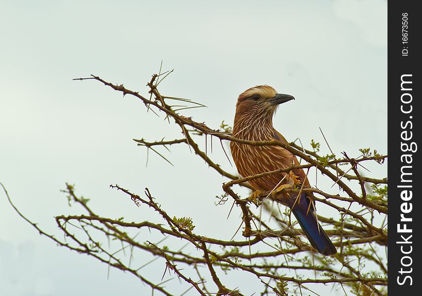 A Rufous-crowned Roller perching on a spiny acacia tree branch in Tsavo national park. A Rufous-crowned Roller perching on a spiny acacia tree branch in Tsavo national park.