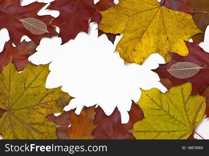 Frame made of yellow maples and red oak leaves with an empty space. Frame made of yellow maples and red oak leaves with an empty space.