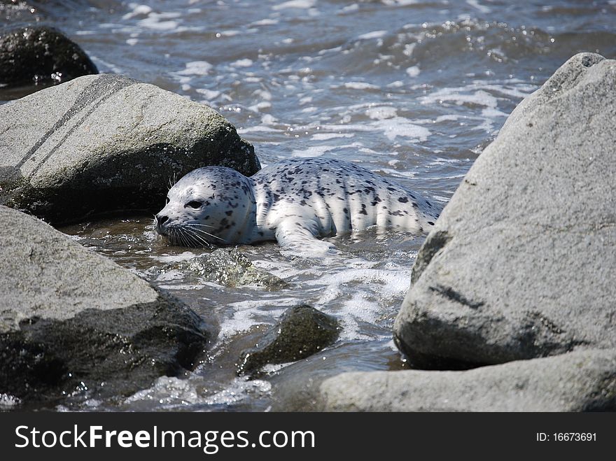 Baby seal at the North Jetty awaiting its mother return. Baby seal at the North Jetty awaiting its mother return