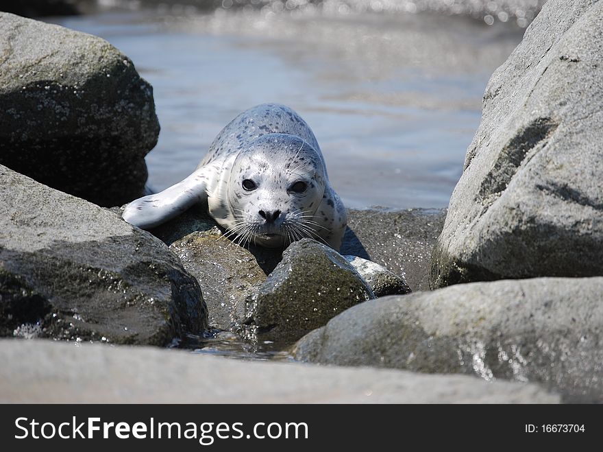 Baby seal at the North Jetty awaiting its mother return. Baby seal at the North Jetty awaiting its mother return