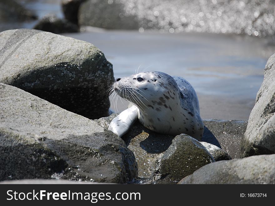 Baby seal at the North Jetty awaiting its mother return. Baby seal at the North Jetty awaiting its mother return