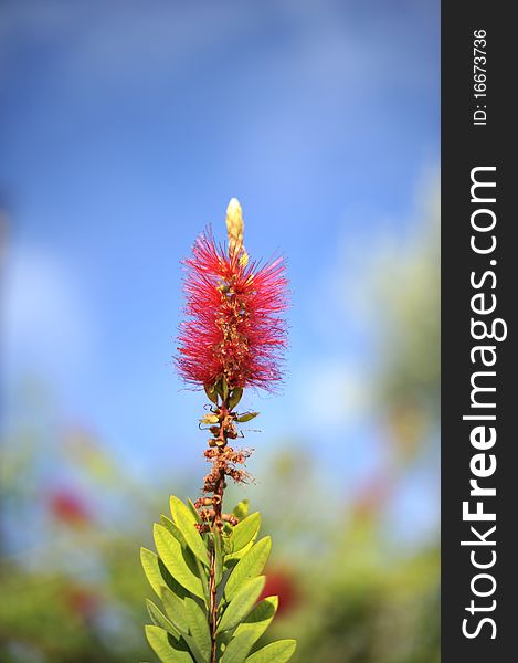 Bottlebrush flowers early in the morning sun