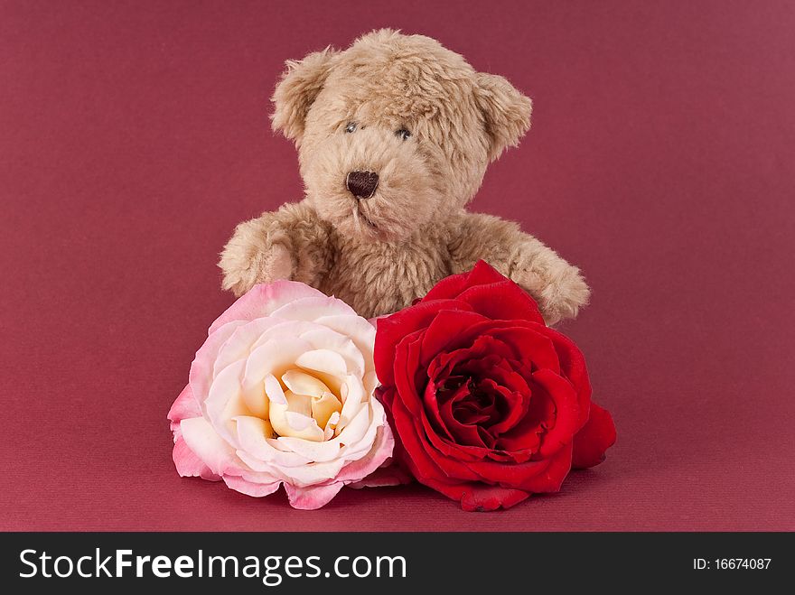 Teddy with Red and White Large Roses. Teddy with Red and White Large Roses