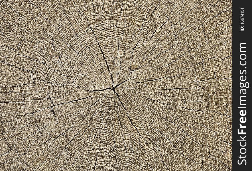 Sawn tree trunk end face