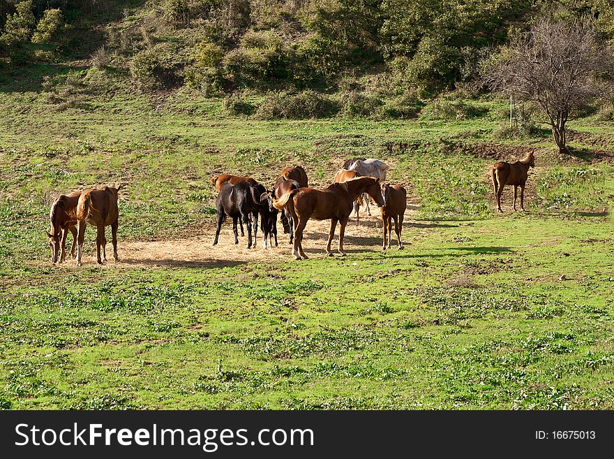 Brown horses on green grass