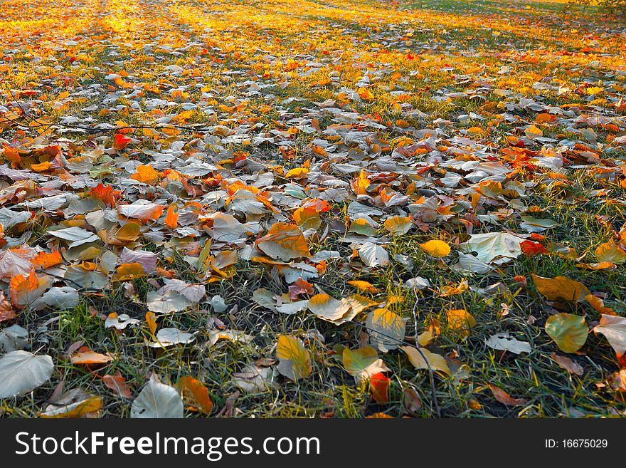 Background of sunny autumn leafs. Background of sunny autumn leafs.