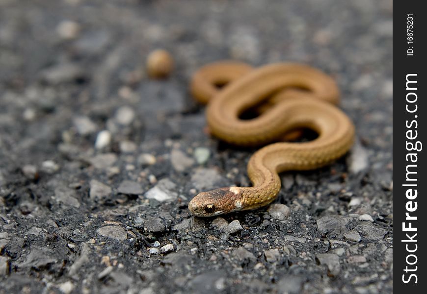 A small brown snake on a road.