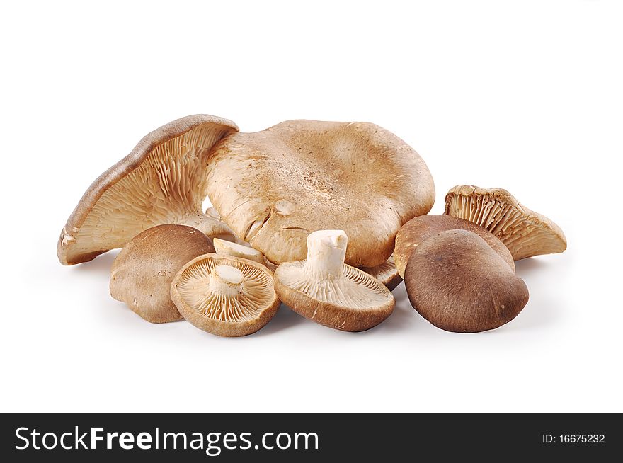 The mushrooms on a white background