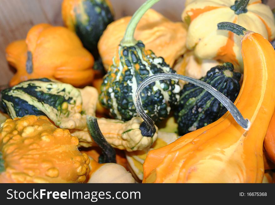 Orange, Green, Yellow Gourds With Stems