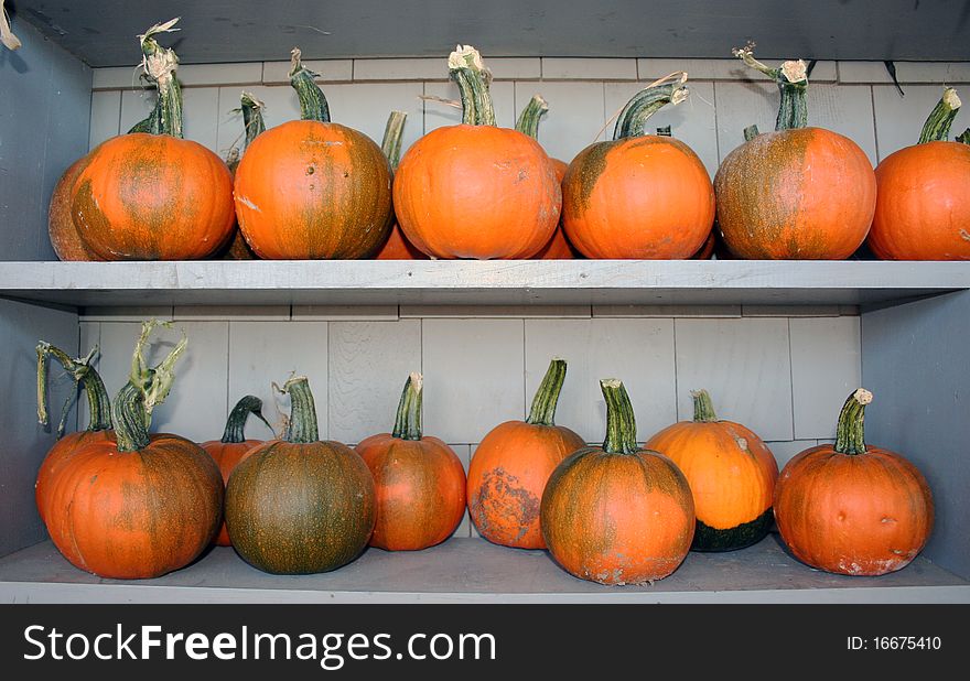 Rows of orange and green pie pumpkins on wooden shelves. Rows of orange and green pie pumpkins on wooden shelves