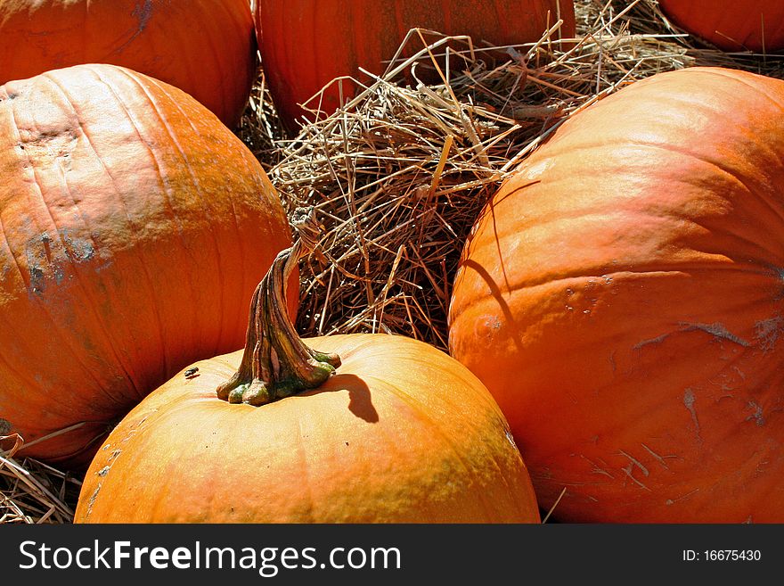 Bright orange pumpkins in haystack at farm