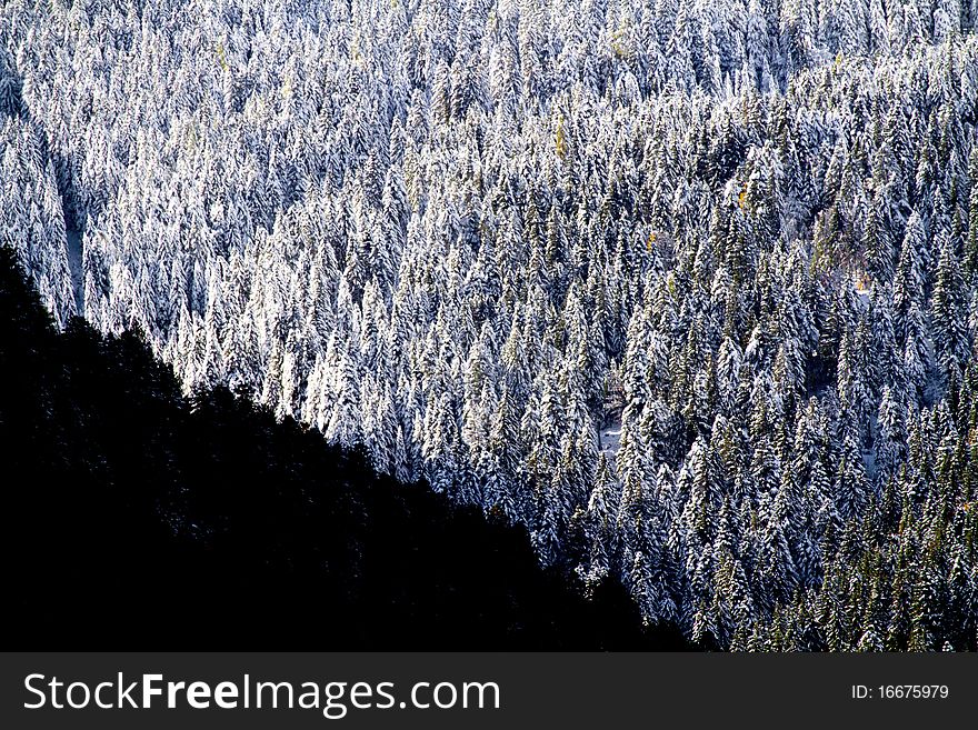 Wood of pine trees covered with snow. Wood of pine trees covered with snow