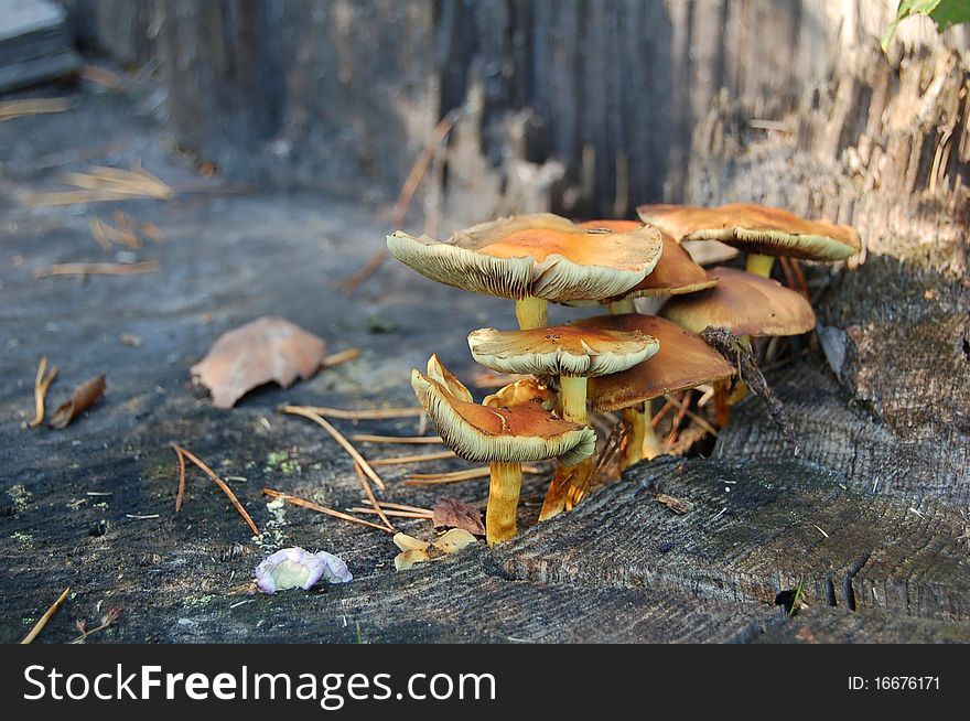 Mushrooms on stump, probably Tricholoma auratum (not certain), Ukrainian forest in early autumn