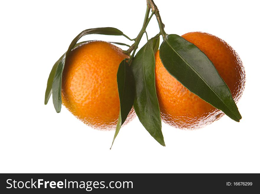 Tangerines With Green Leaves