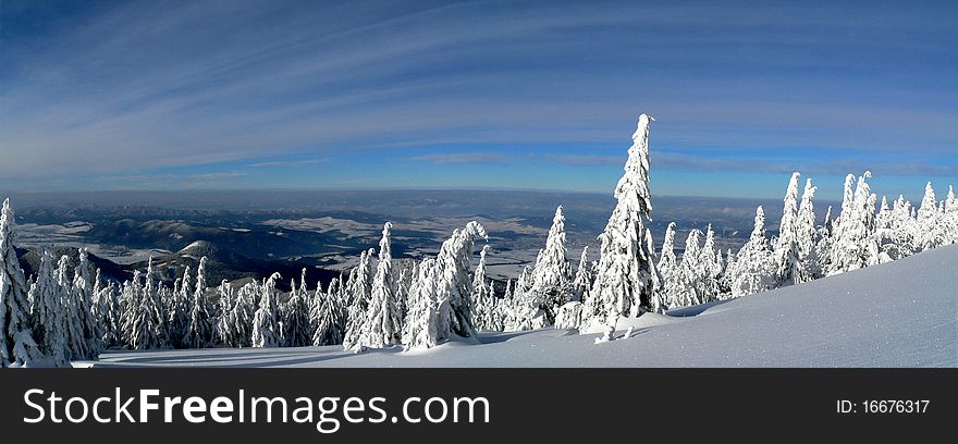 Winter land with snowy trees