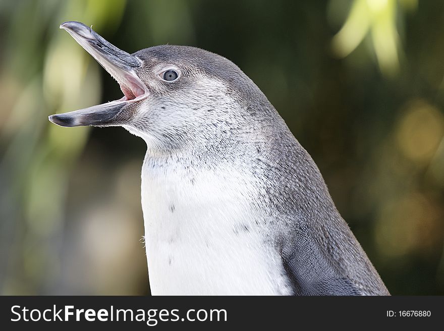 Screaming penguin with open beak