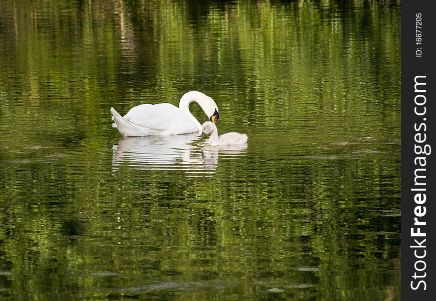 An adult swan keeps guard over her youngster. An adult swan keeps guard over her youngster