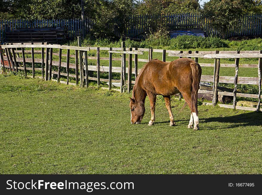 A lovely bright chestnut coloured horse feeding. A lovely bright chestnut coloured horse feeding