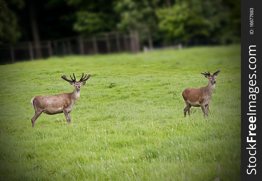 A pair of red deer stags aware of my presence