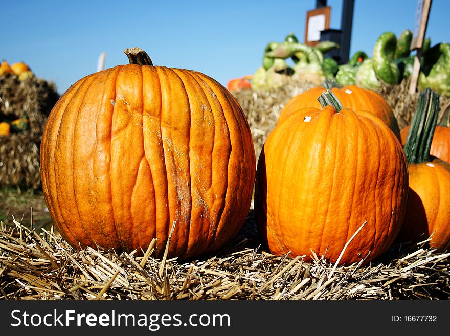 Pretty different types of pumpkins for sale. Pretty different types of pumpkins for sale